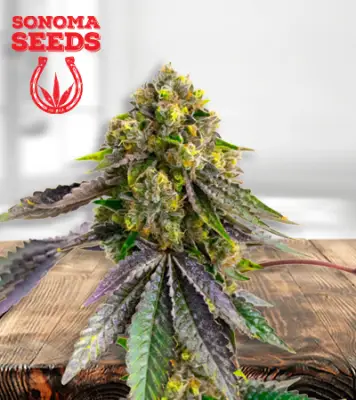 Afghan Autoflower