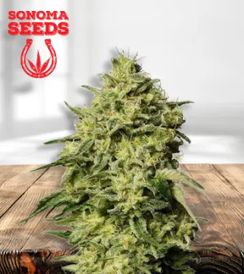 Amnesia Autoflower