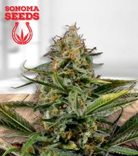 Amnesia Kush Autoflower