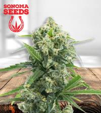 Banana Kush Autoflower