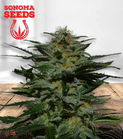 blackberry-autoflower-image