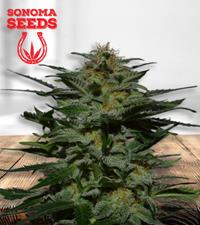 BlackBerry Autoflower