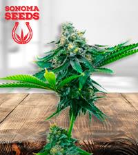 Blue Amnesia Autoflower