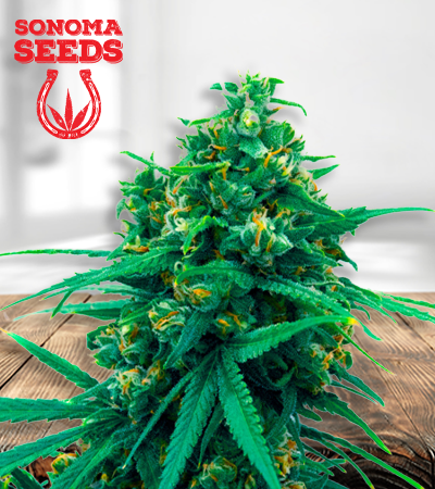 blue-cheese-autoflower-image