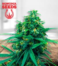 Blue Cheese Autoflower