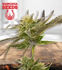 Blue Fruit Autoflower