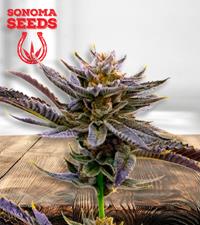 Blueberry Autoflower