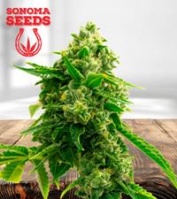 Bruce Banner Autoflower