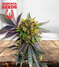 Bubba Kush Autoflower