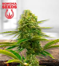 Bubblegum Autoflower