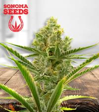 Critical + 2.0 Autoflower