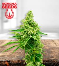 Critical Mass Autoflower