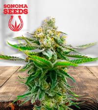 Devil XXL Autoflower