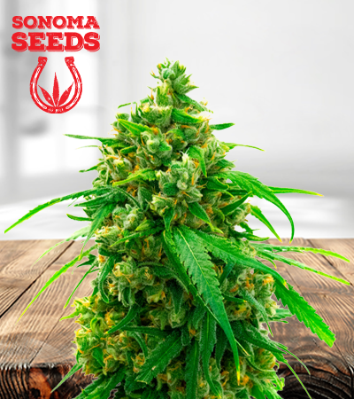 diesel-autoflower-image