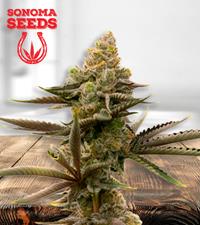 Gorilla Glue #4 Autoflower