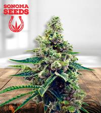 Grapefruit Autoflower