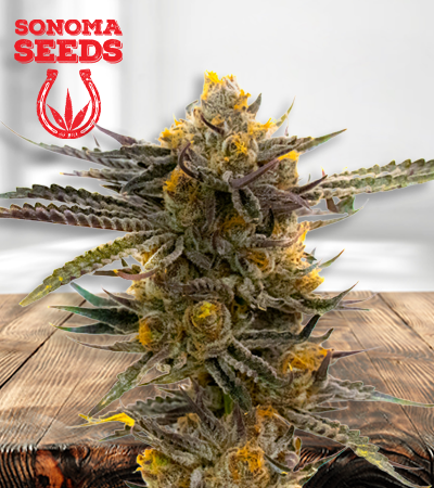 haze-xl-autoflower-image