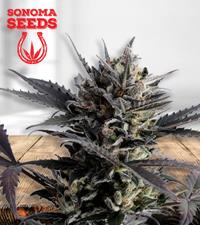 Lemon Haze Autoflower