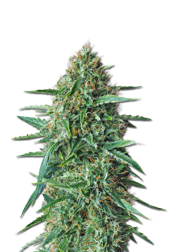 american-haze-california-haze-image