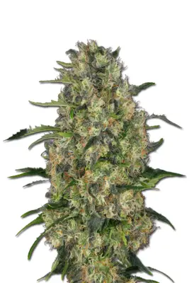 Black Domina