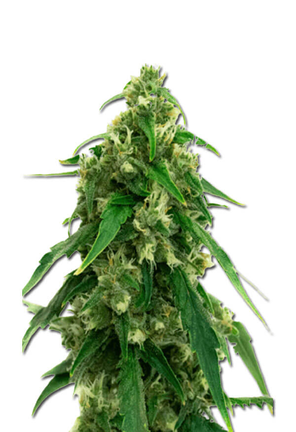 black-water-purple-og-cheese-image