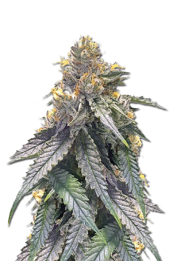 bubba’s-gift-image