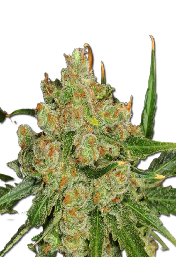 critical-northern-lights-image