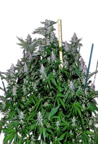 Critical+