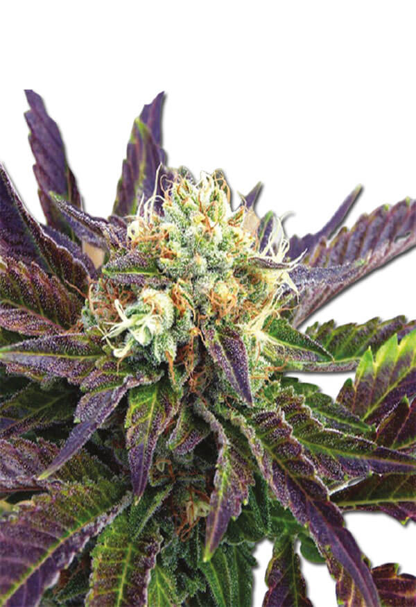 grape-killer-99-image
