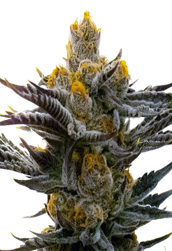killer-marijauana-seeds-image