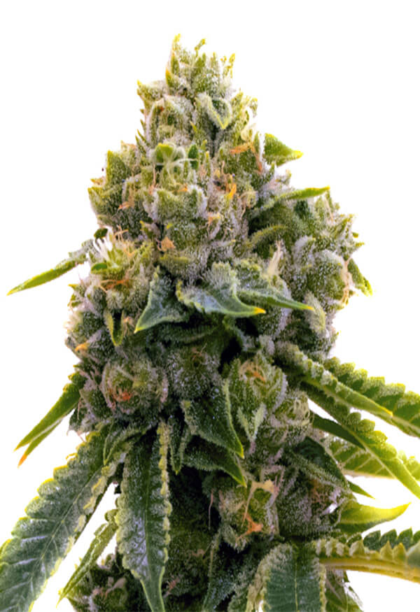 lemon-haze-diesel-image