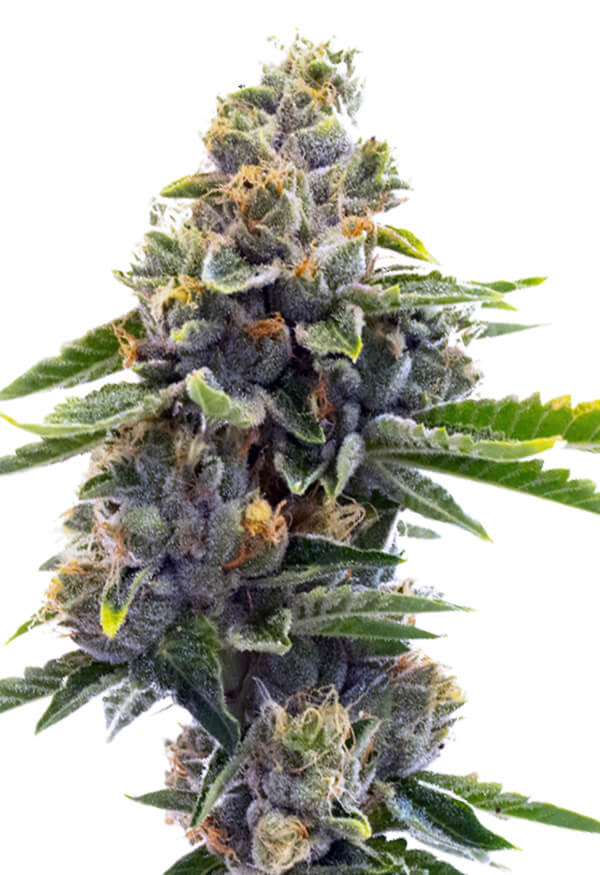 northern-critical-image