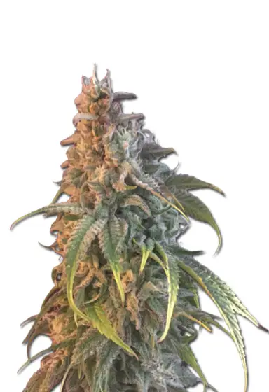 Nuken