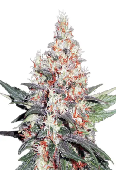 OG Kush