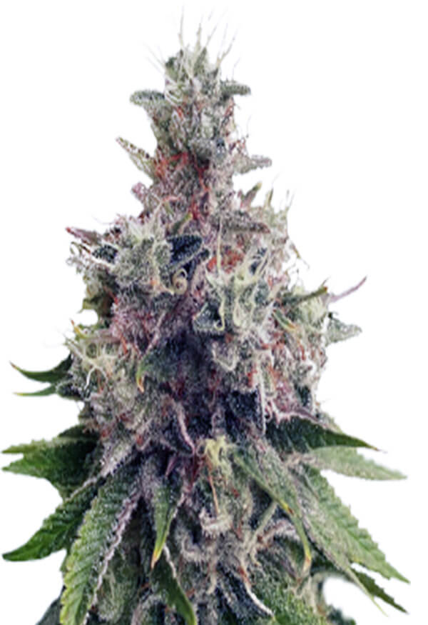 original-lemon-pie-image