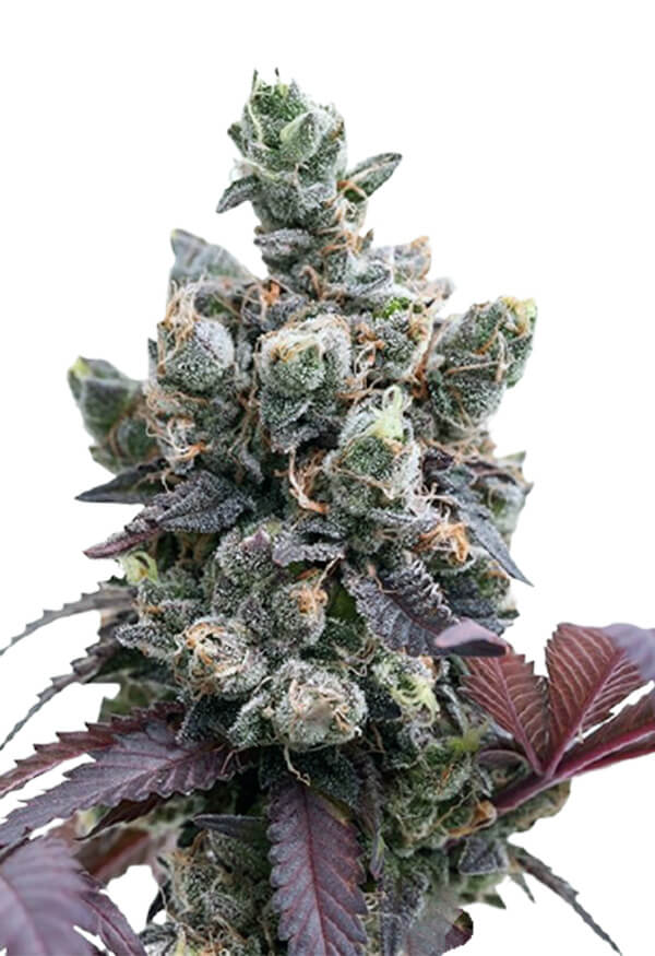 purple-gelato-image
