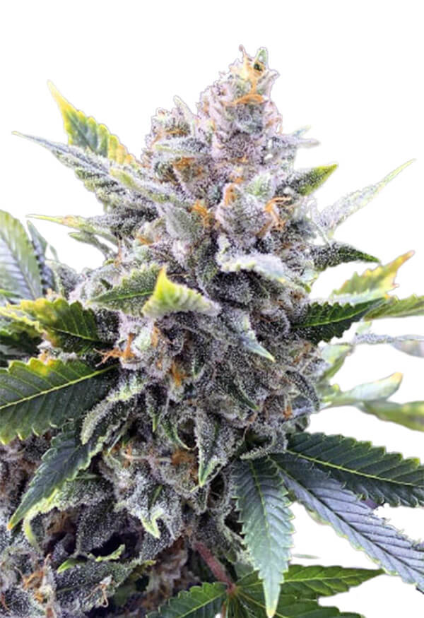 san-fernando-valley-image