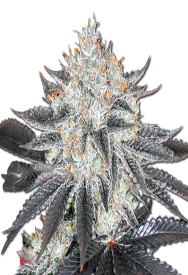 sex-on-the-beach-image