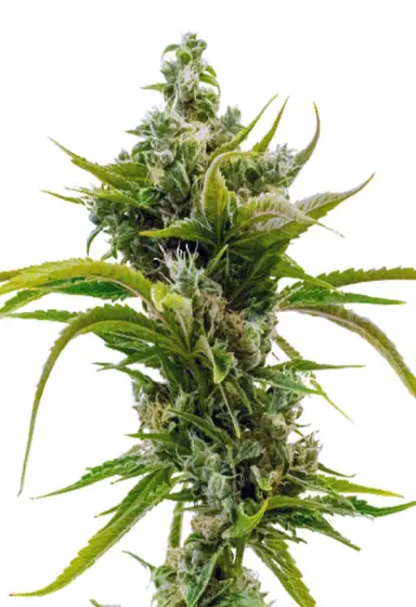 Skunk Diesel