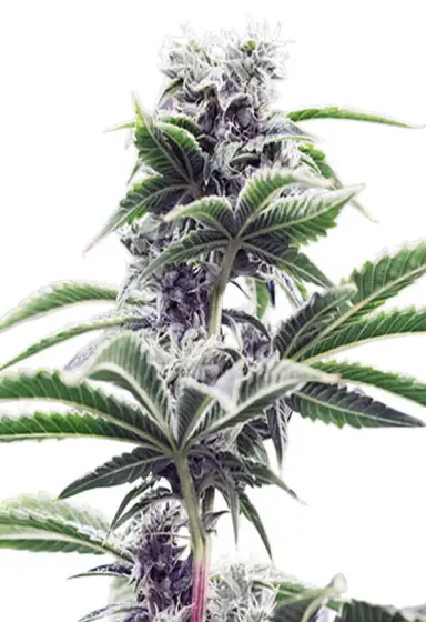 Skywalker