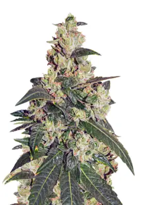 Somango