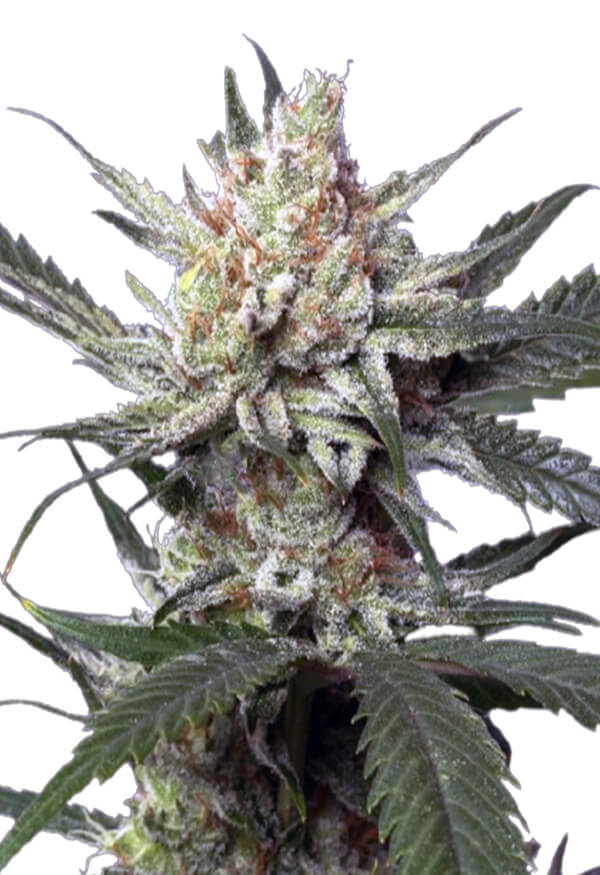 strawberry-banana-image