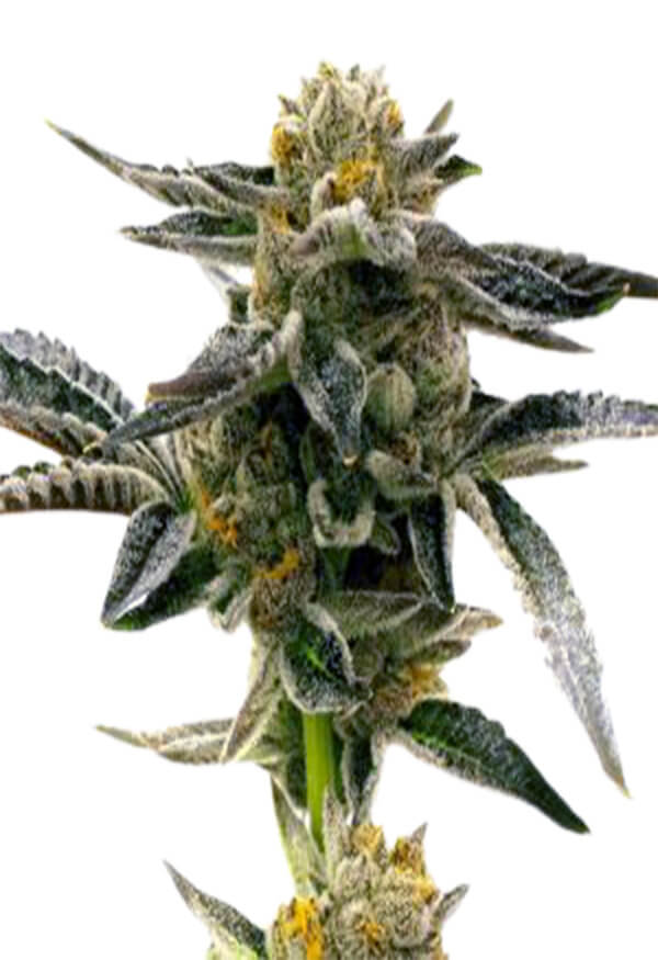 sunset-sherbet-image