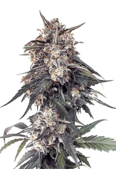 Tangie
