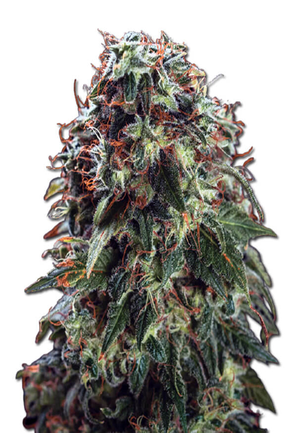 zombie-death-fuck-image