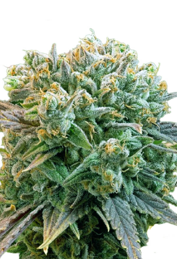cbd-cookies-autoflower-image