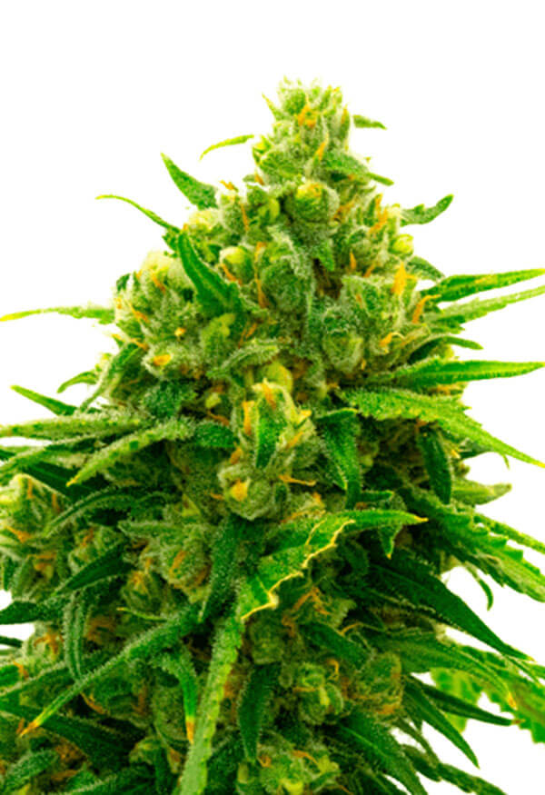 auto-cbd-white-widow-image