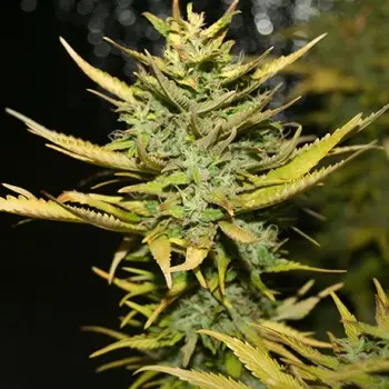 Girl Scout Cookies