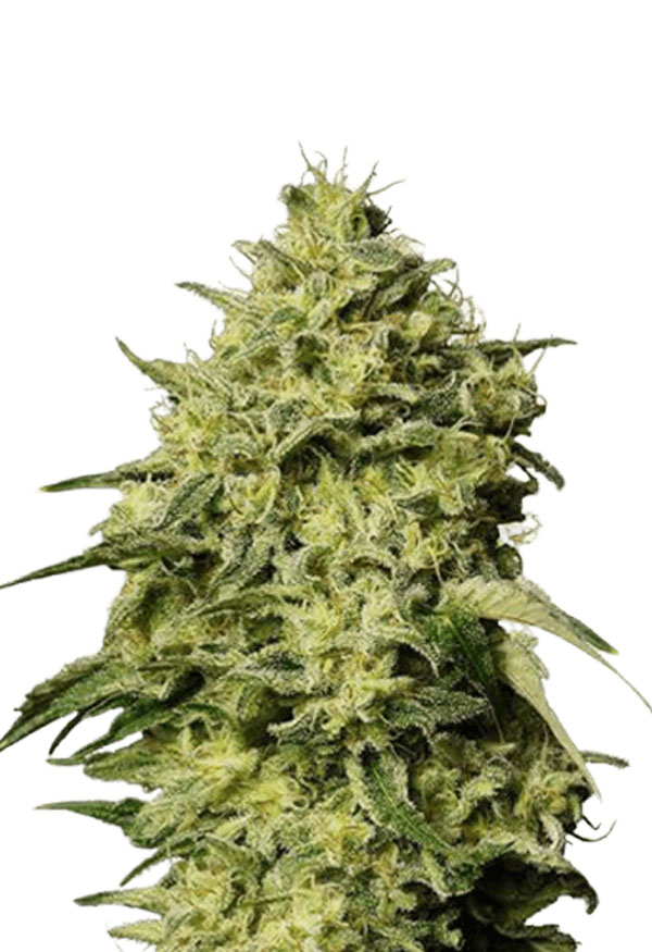 amnesia-autoflower-image