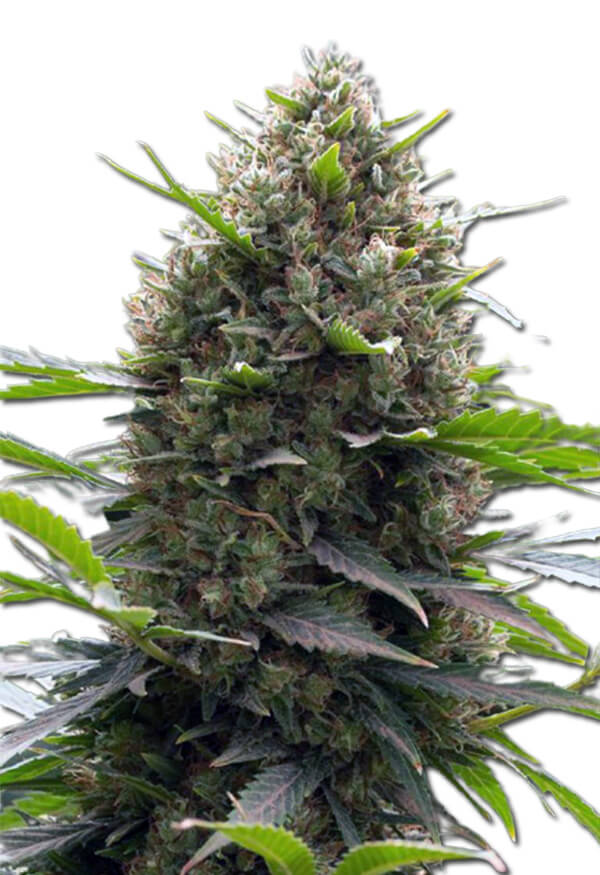 amnesia-kush-autoflower-image